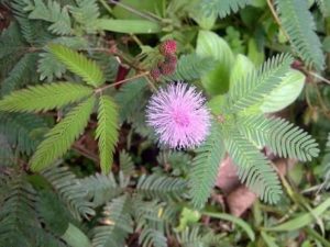 Mimosa pudica